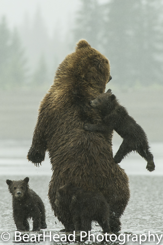 Mother bear tries to fling one of her cubs off her back.