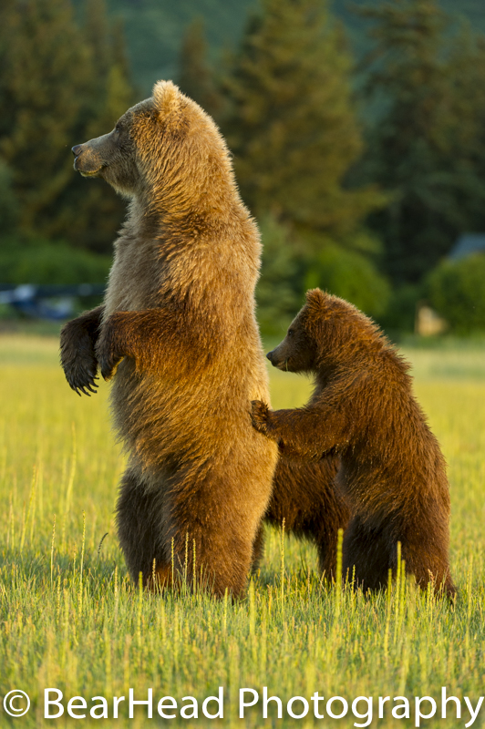 A mother and her cub stand to look at a male bear nearby.
