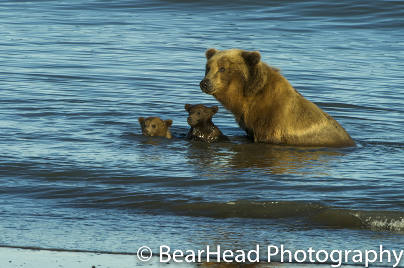 Mother and her her spring cubs playing in the ocean late in the evening.