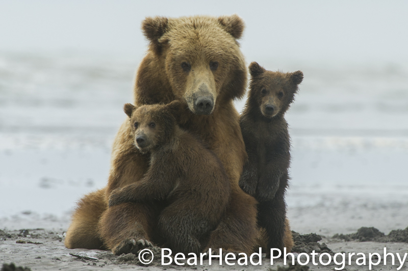 A mother and her cubs begin to wake from their nap and are very cuddly.