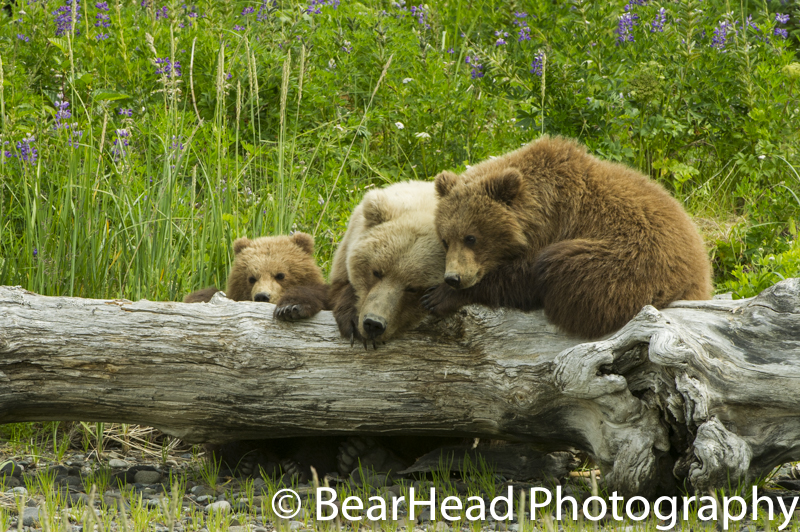 A mother and her cubs sleep together peacefully on a log.