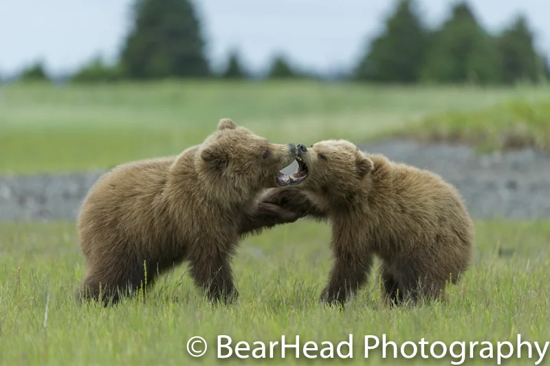 Two yearling cubs go after one another.