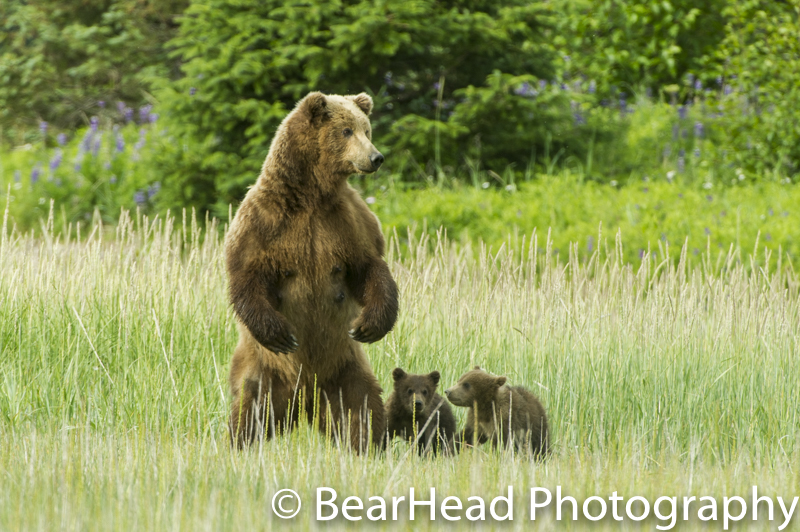 Mother bear stands to make sure there is no threat to her cubs.