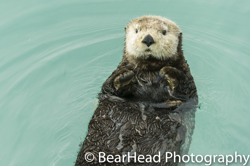 A young sea otter rests on its back and looks at me curiously.