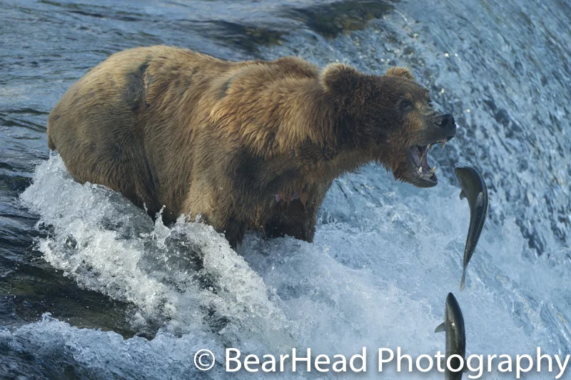 A brown bear about to catch a fish at Brooks Falls in Katmai.