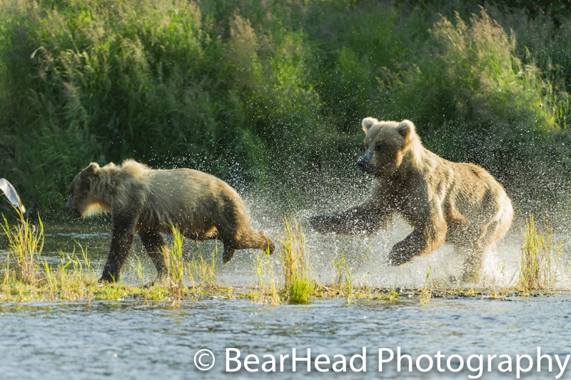 Mother bear charges after another bear that got too close.