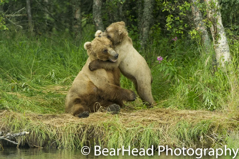 The mother and cub I proposed in front of play wrestle along the river.