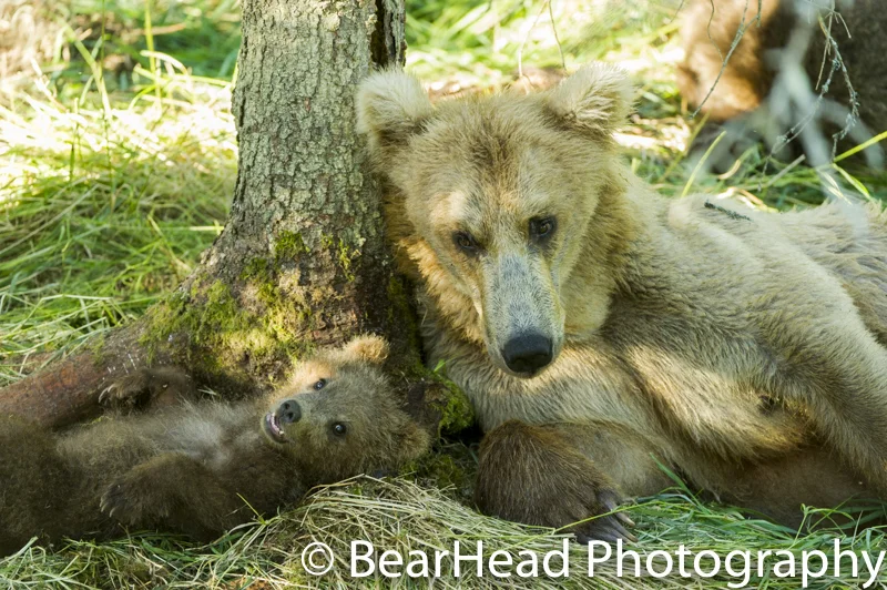 A mom and spring cubs rest peacefully together by a tree.