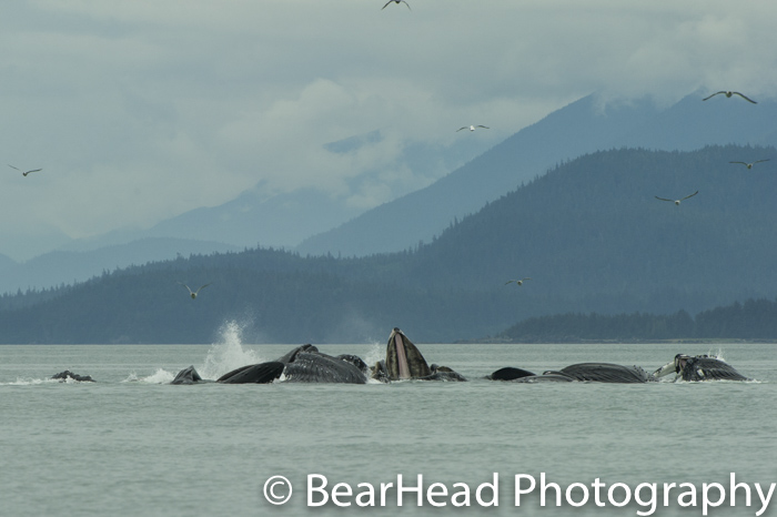 A group of humpback whales bubble net feed.