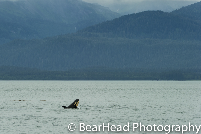A baby orca breaches.