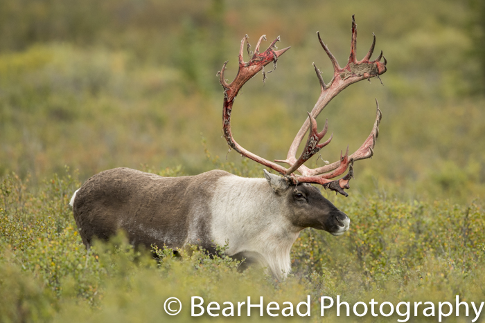 A caribou has very red antlers after shedding his velvet.