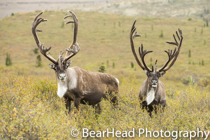 A couple of large, very different sized antlered caribou check me out.