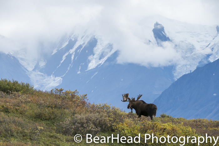 A decent sized bull moose on a ridge.