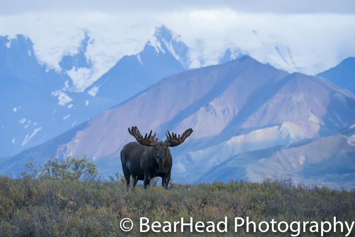 A large sized moose on a ridge in the evening.