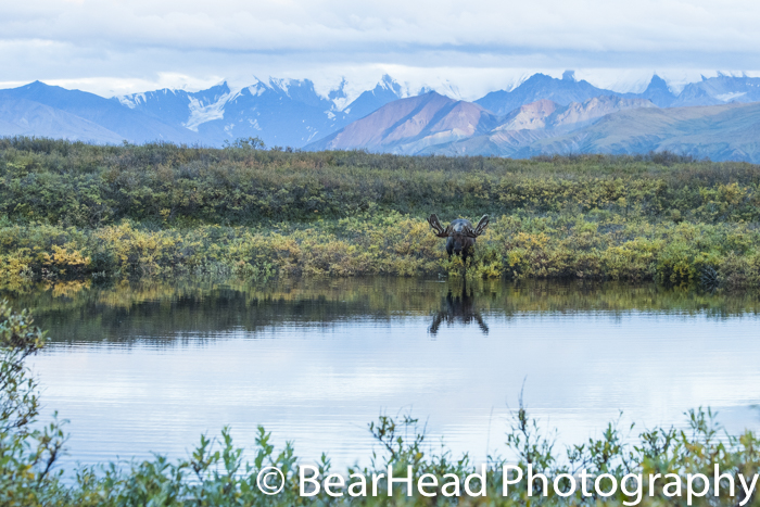 The large bull moose eats in the pond directly across from me.