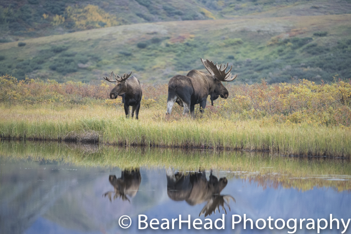 A large and small bull moose hang by a pond and have a perfect reflection.