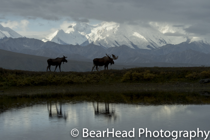 The same two bull moose silhouetted, and reflected against the backdrop of the Alaskan Range.