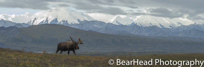 A bull moose walk the ridge on a beautiful day in Denali.