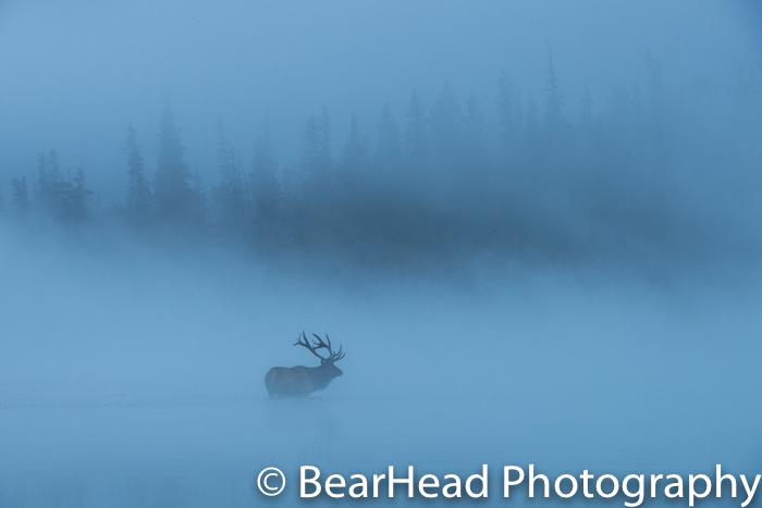 A bull elk stands in a river surrounded by fog and looks for his females.