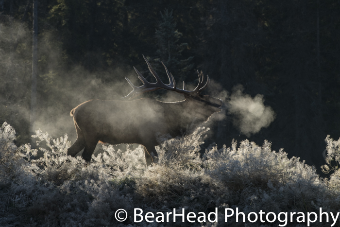 On a frosty morning, a bull elk releases a lot of steam.