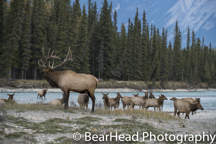 A bull elk looks over his harem as they cross the river.