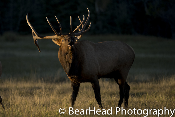 A bull elk bugles in the last light of the day.