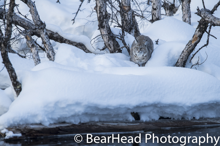 A bobcat laying patiently waiting for a duck to swim by.