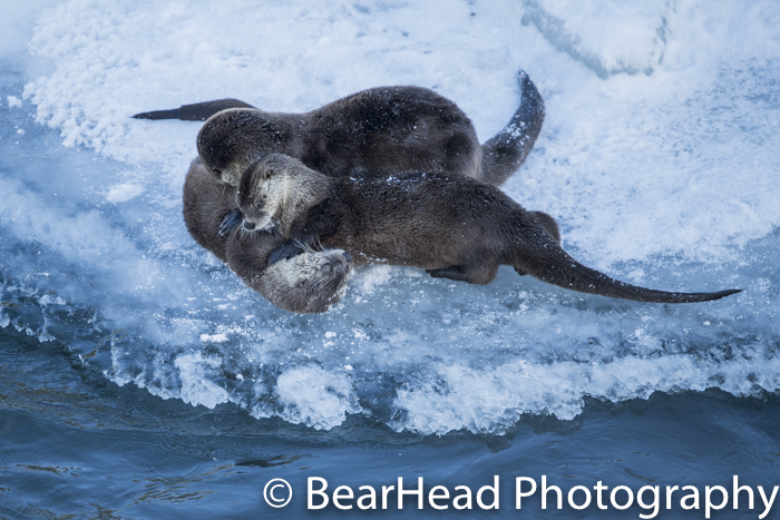 A family of river otters wrestle on the edge of the ice.