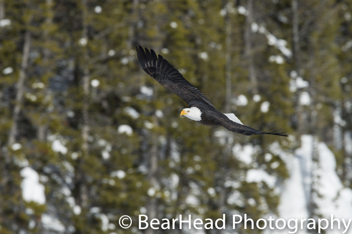 One of my best bald eagle shots in Yellowstone ever!