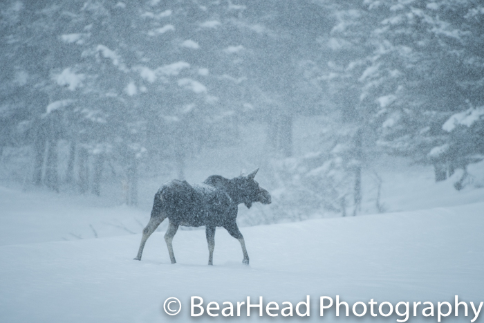 A moose moves through a meadow during a heavy snow storm.