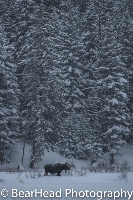 A young bull moose stands in front of heavily snow covered trees.
