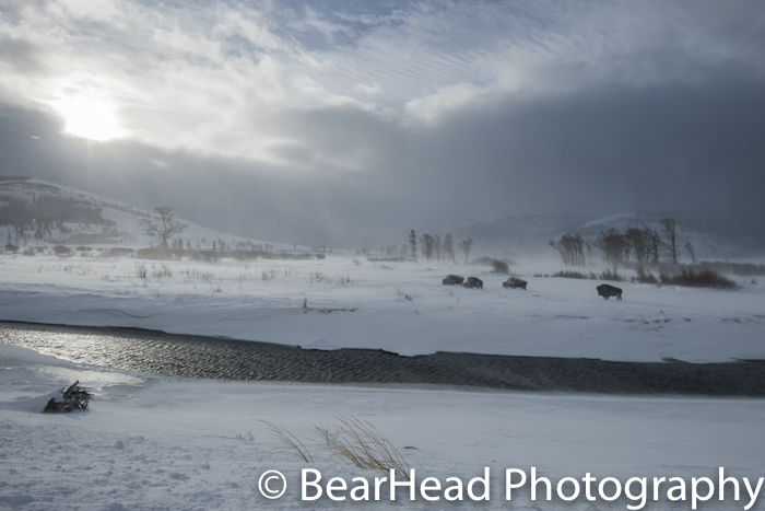 A very windy day makes for a dramatic scene in Lamar Valley.