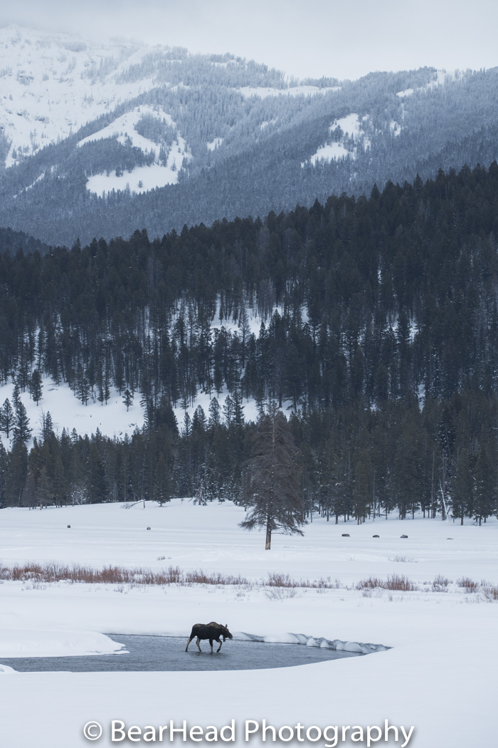 A moose walks across an open river during the winter.
