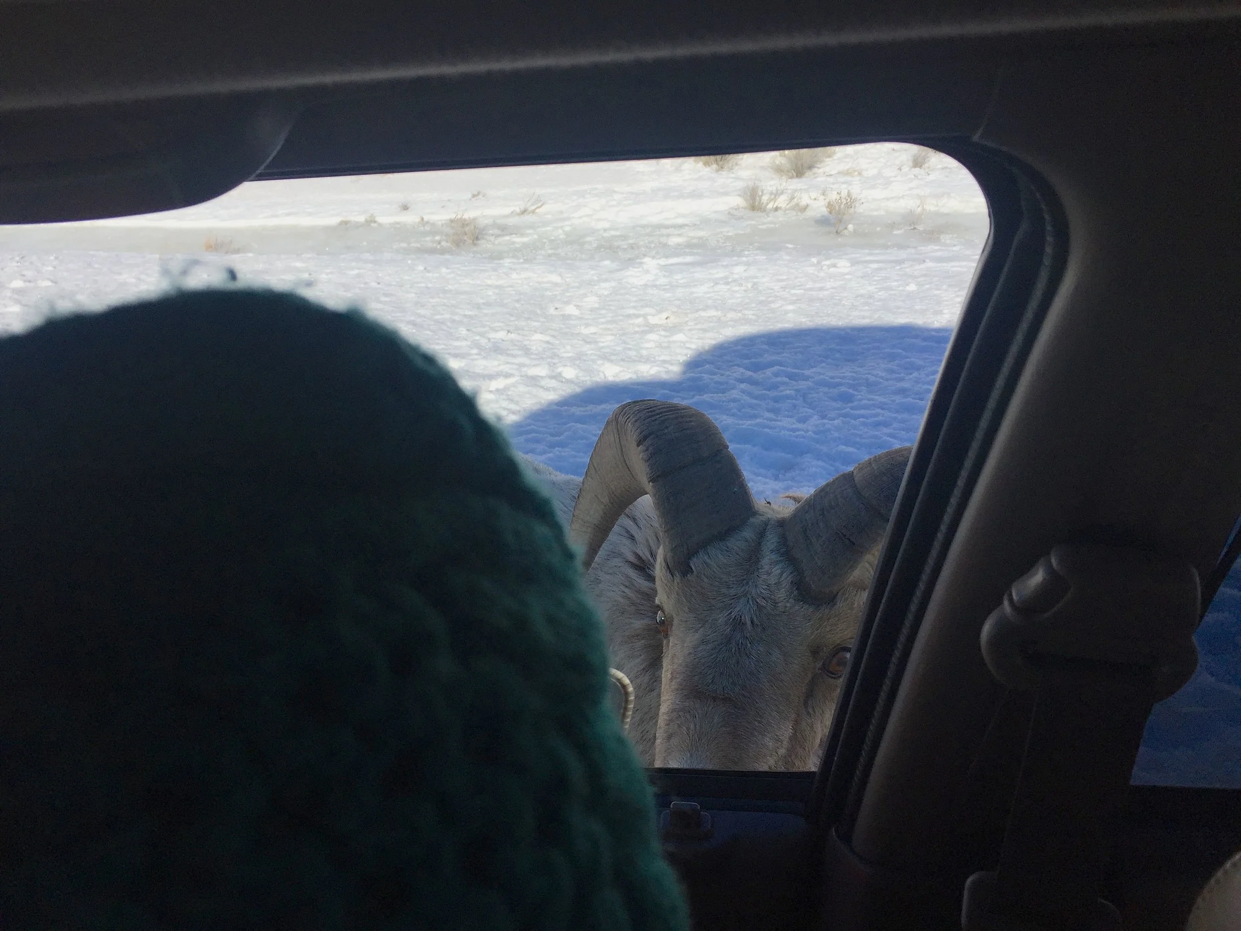One of the big horn sheep cleaning my car stops and checks out Twila.