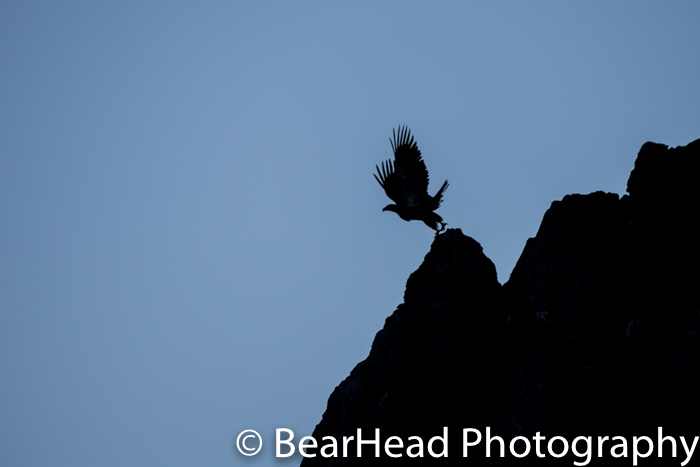 An eagle takes off from a cliff at last light.