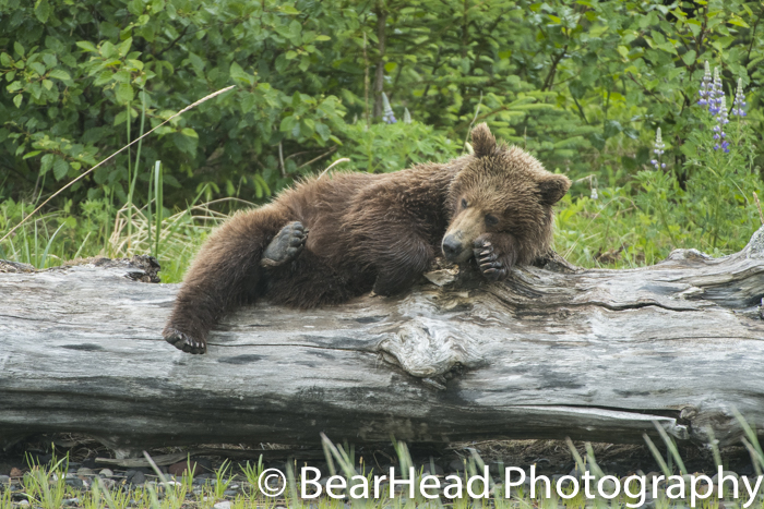A large cub gets cozy on a log.