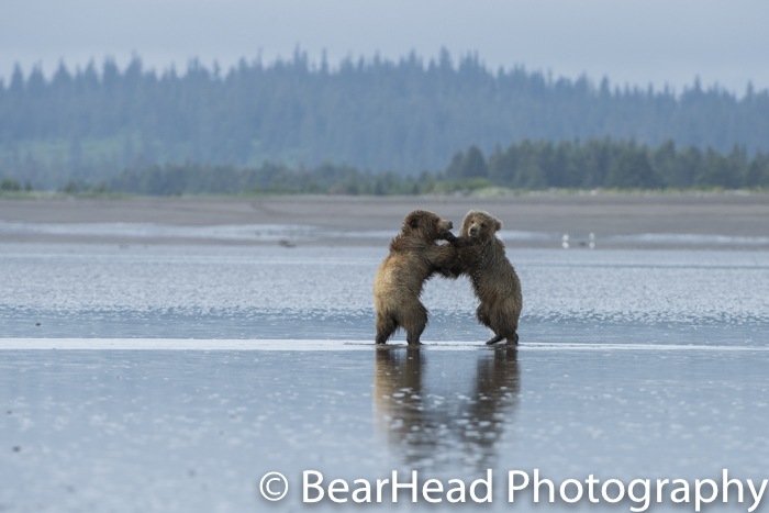 Two cubs stand and play on the tidal flats.