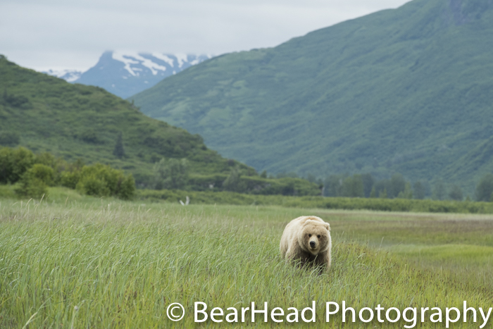 A grizzly bear moves through the Johnson River Valley.