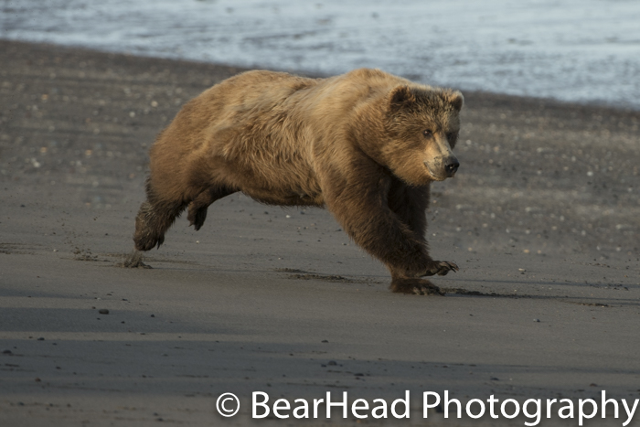 Mother bear runs full out after another bear.