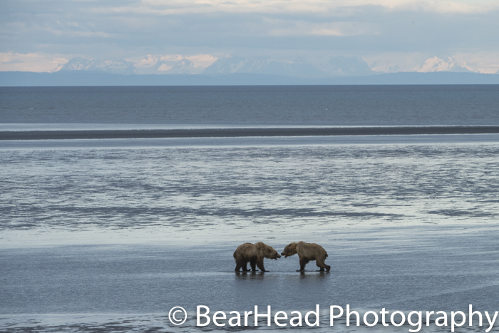 Two grizzly bears growl at each other in the evening.