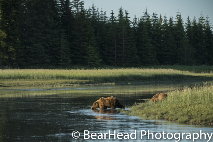 A grizzly bear family about to go for a swim.