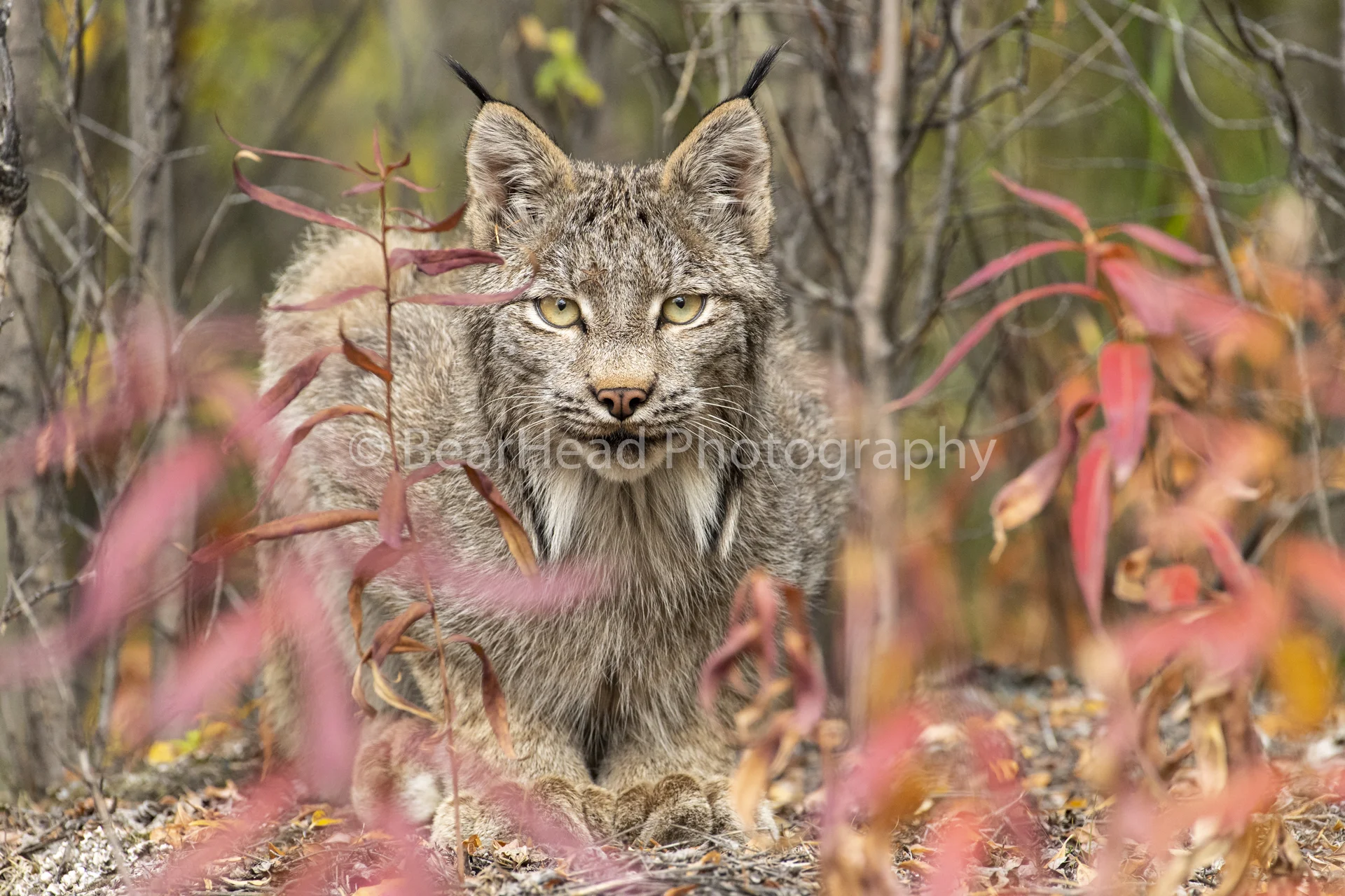 Ready to Pounce