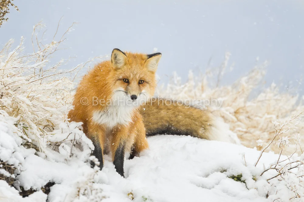 Fox Photography Snow