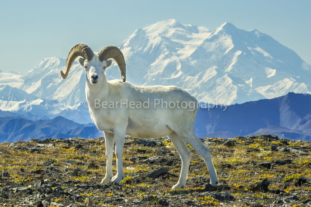 Sheep/Mountain Goats — Photography