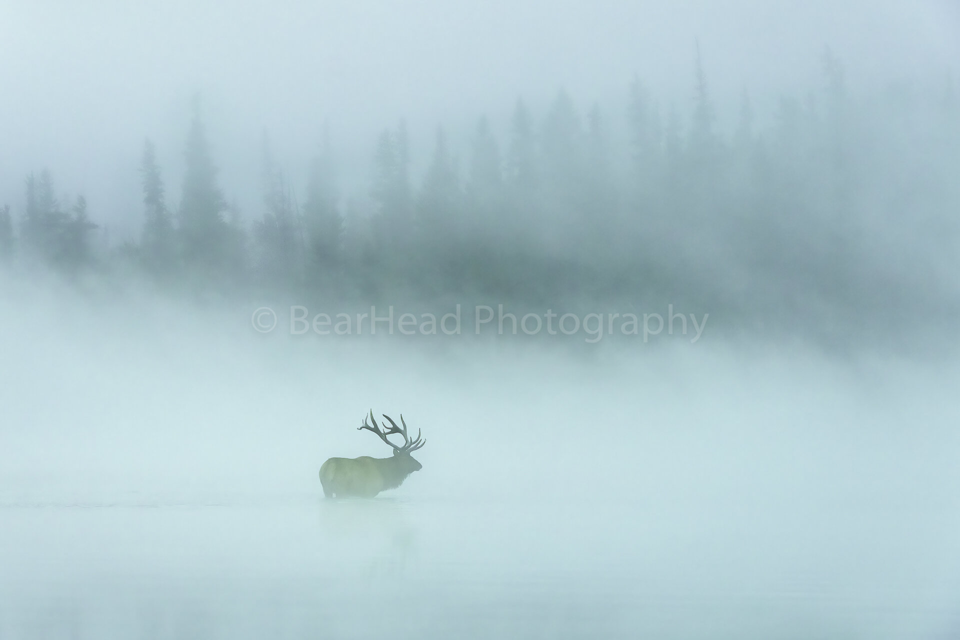 Into the Mist