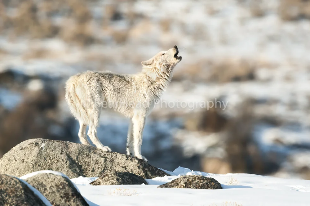 Wolves Bearhead Photography