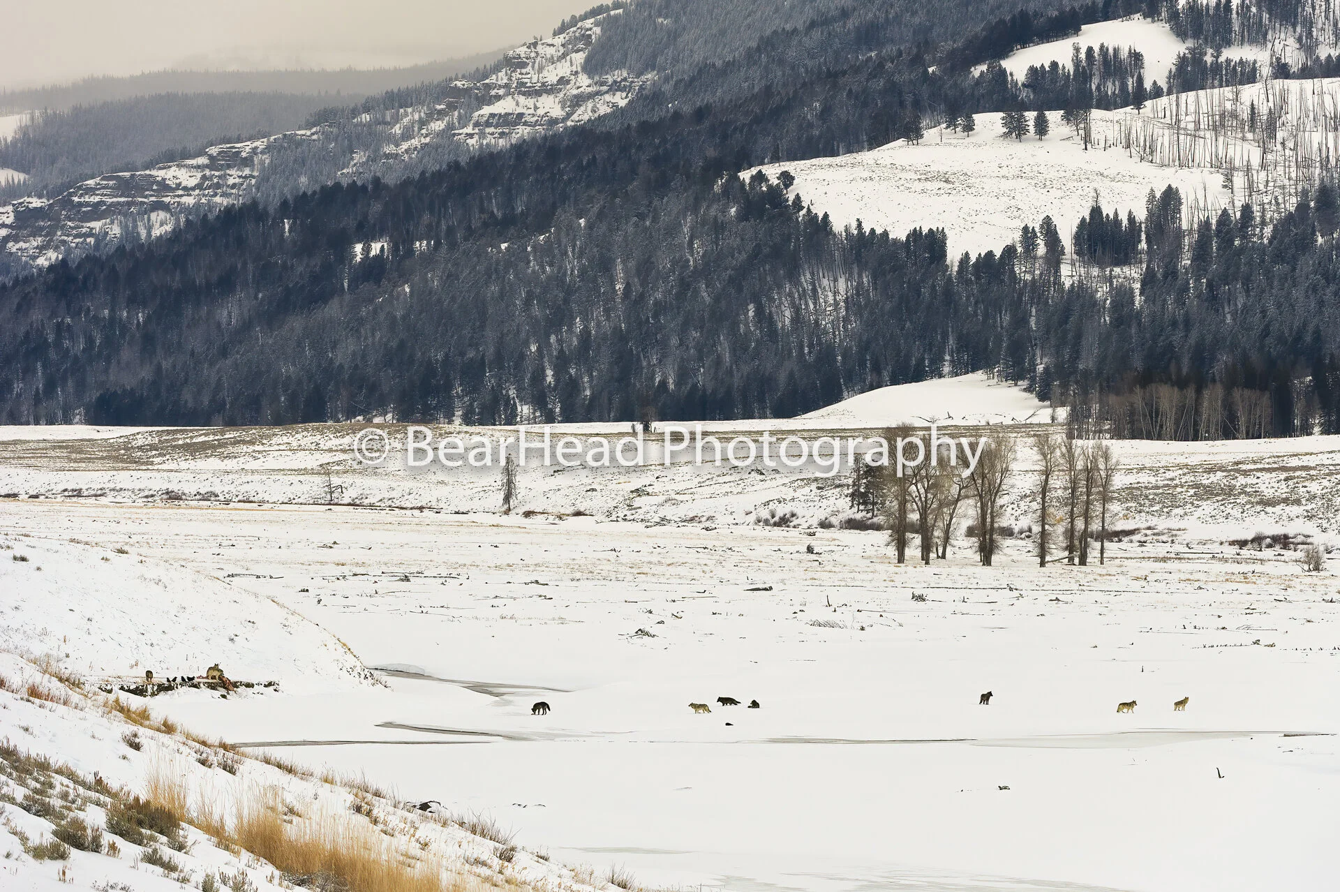 Valley of the Wolves