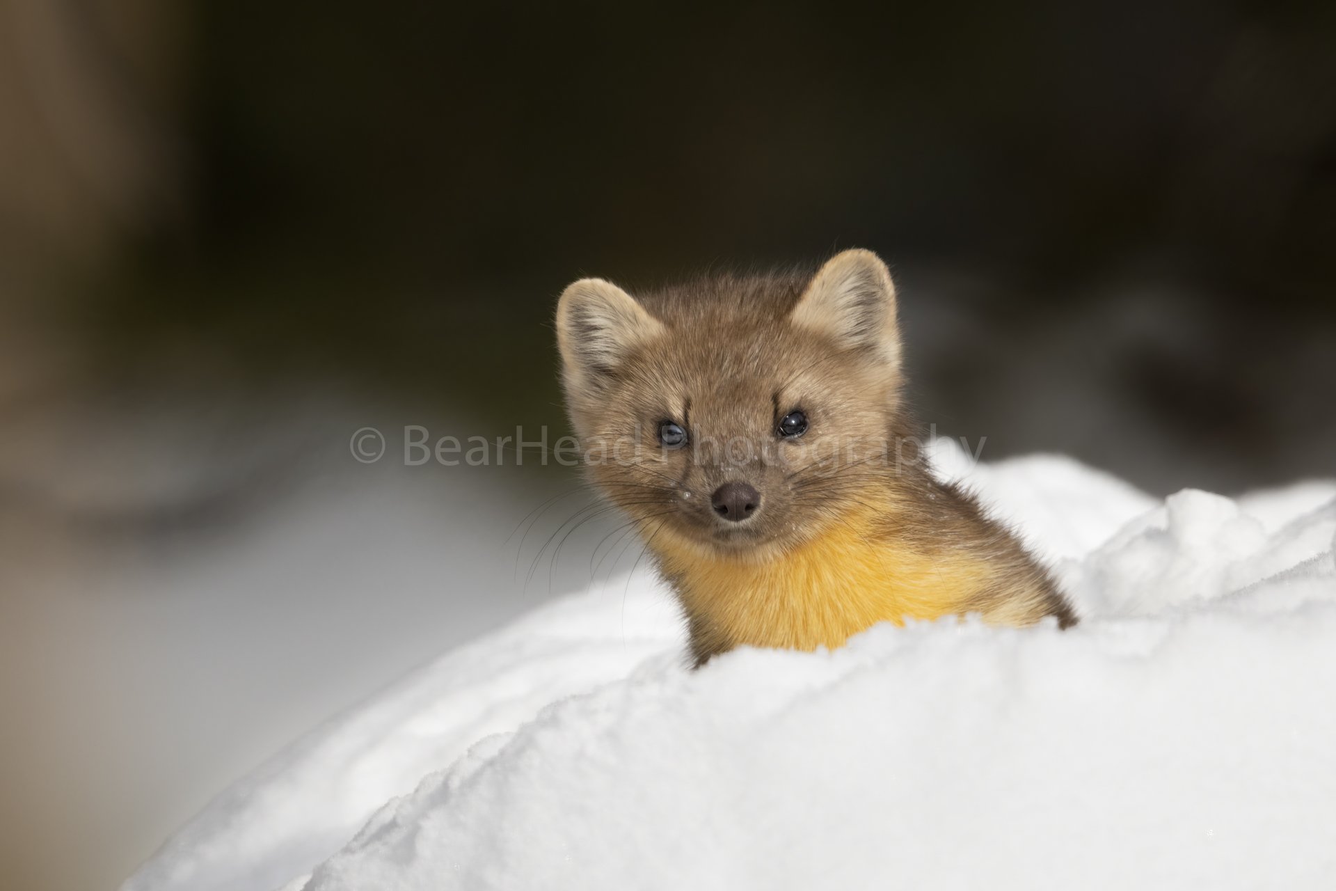 Curious Marten