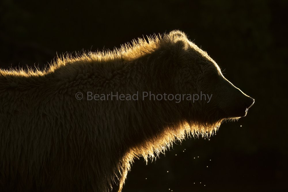Bear Glow — BearHead Photography