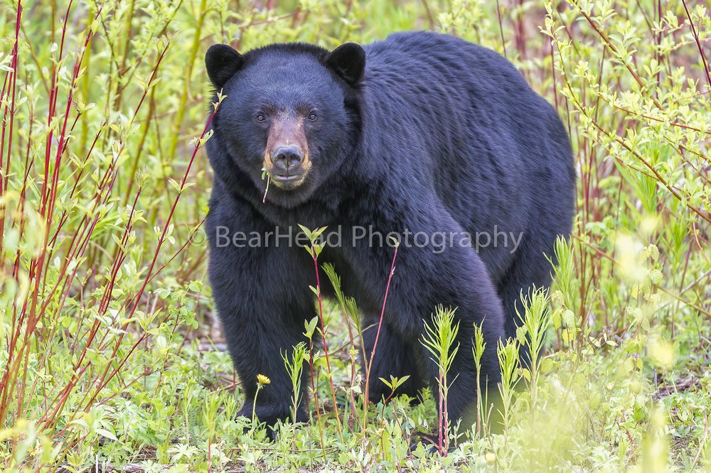 Wise About Bears